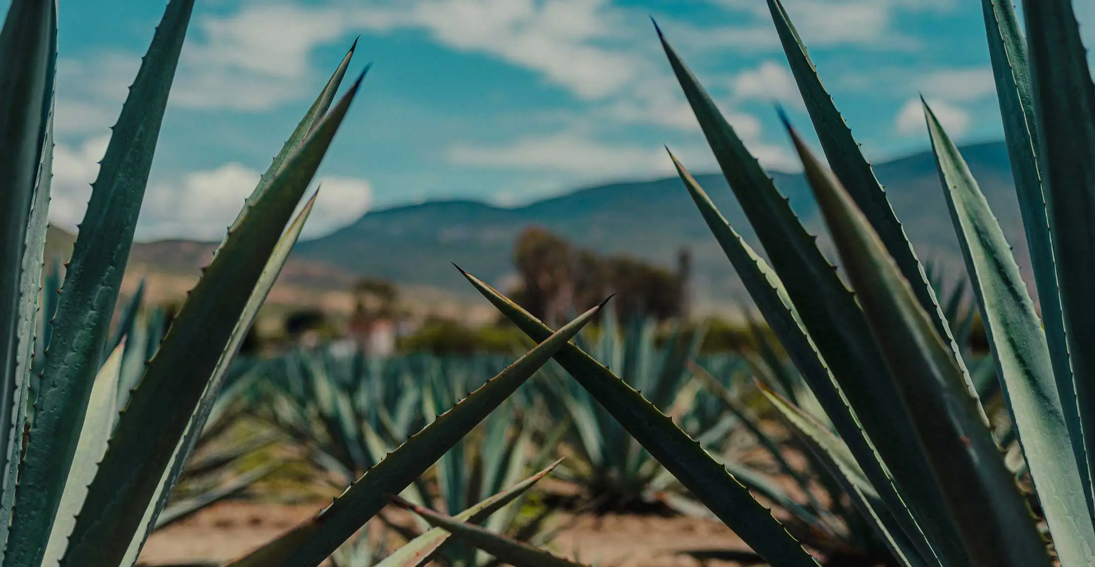 additive free tequila cranston rhode island